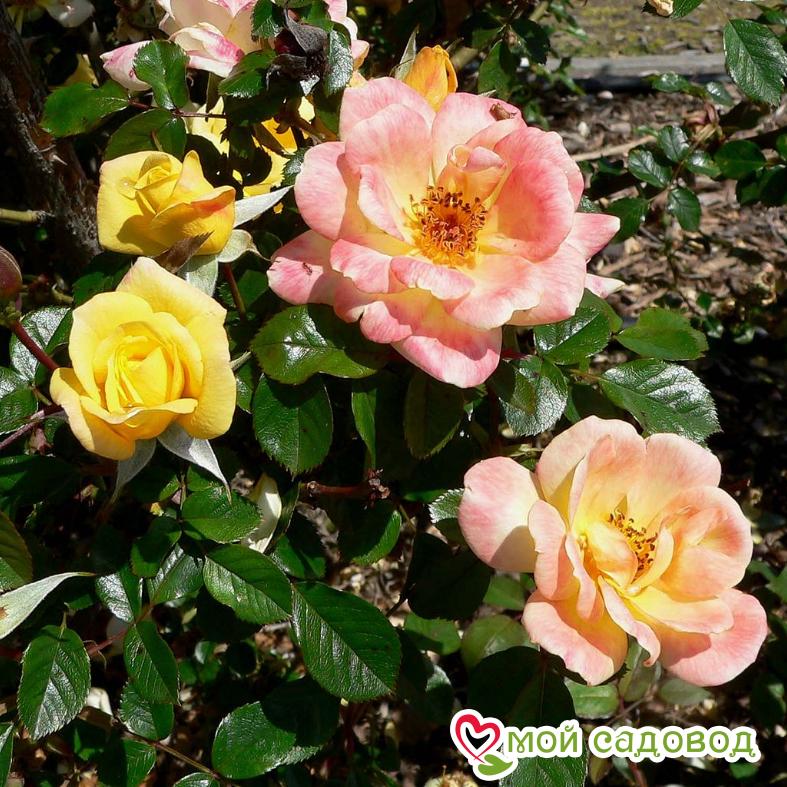 Роза Лаура Форд