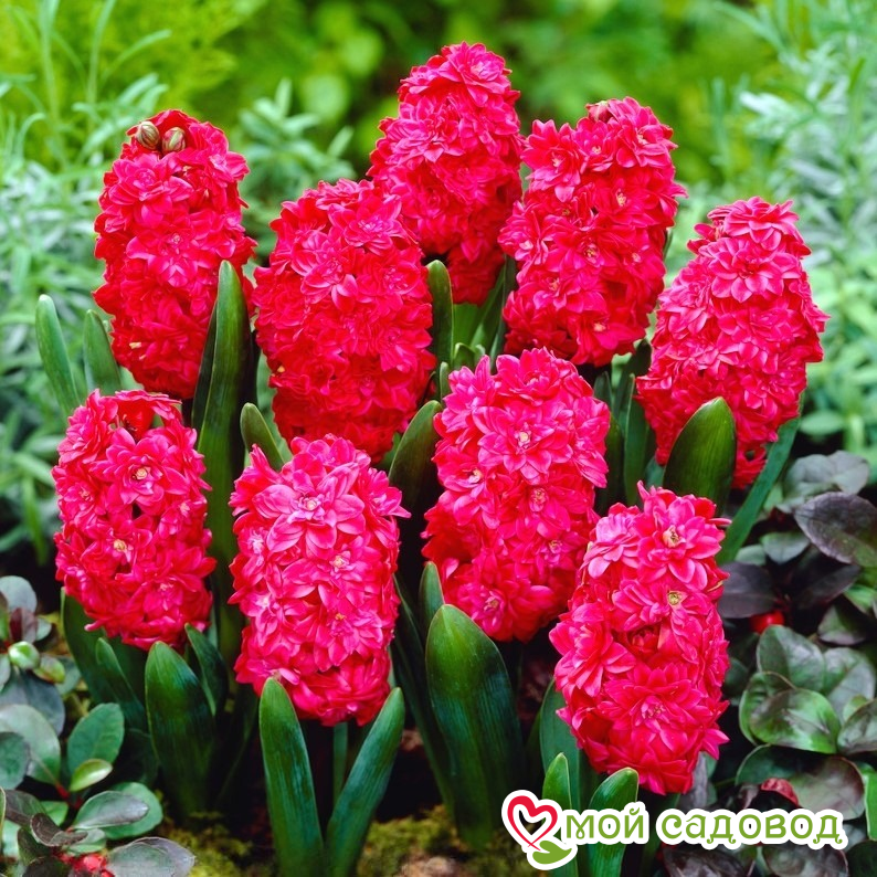 Гиацинт Холлихок махровый