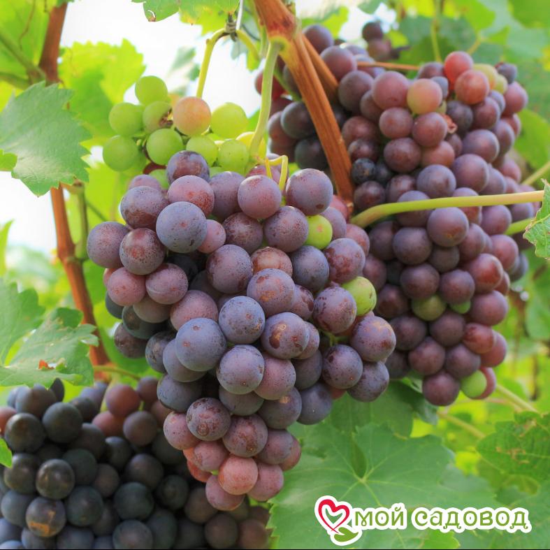 Виноград Олег (Диамант)