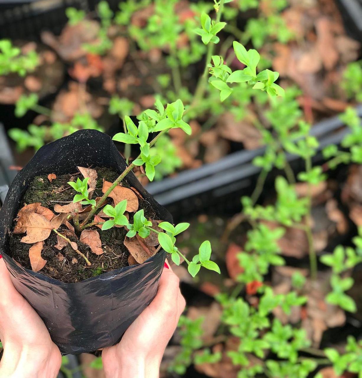 Высокорослая голубика "Блюкроп"